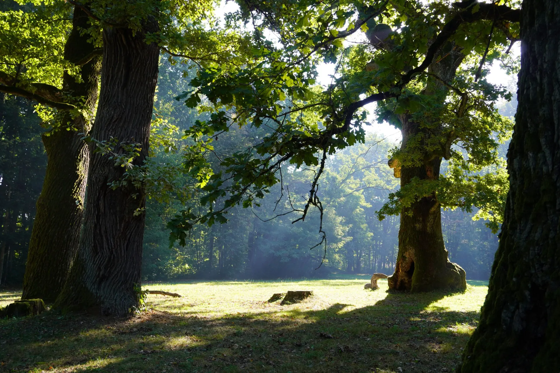 Baumpflege im Wald
